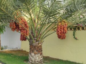 dates palm
